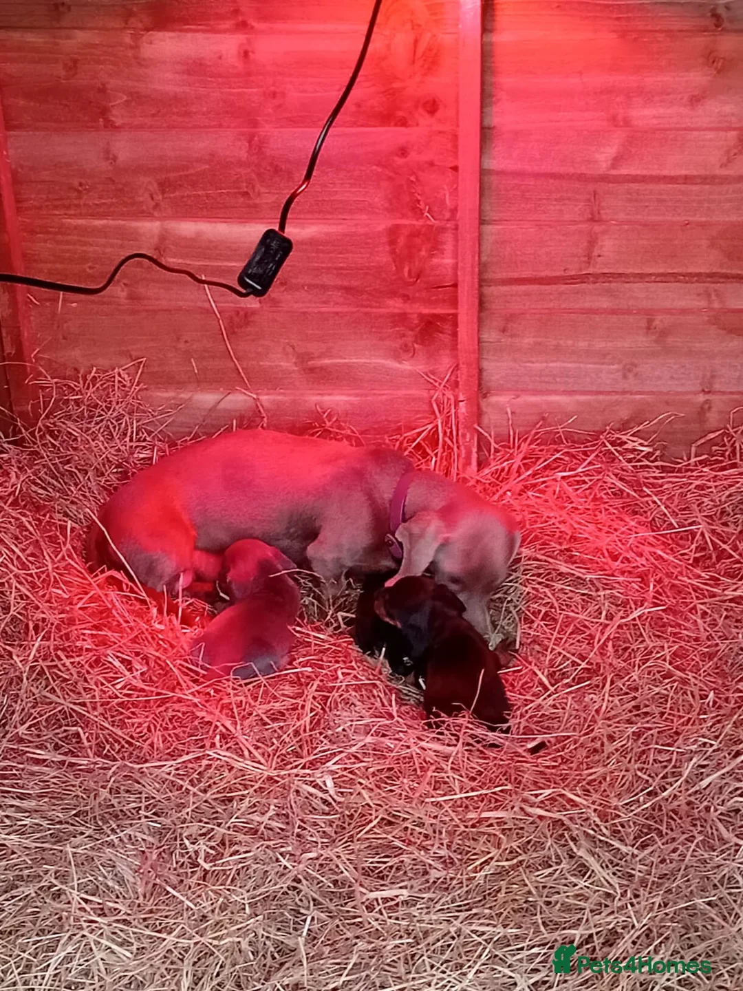 Dachshund dogs for sale: Dachshund puppies  - Advert 2