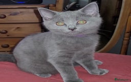 British Shorthair cats for sale:   boy available  British Blueshorthair - Image 2