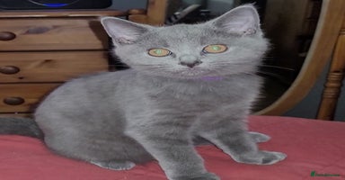 British Shorthair cats - Advert 10