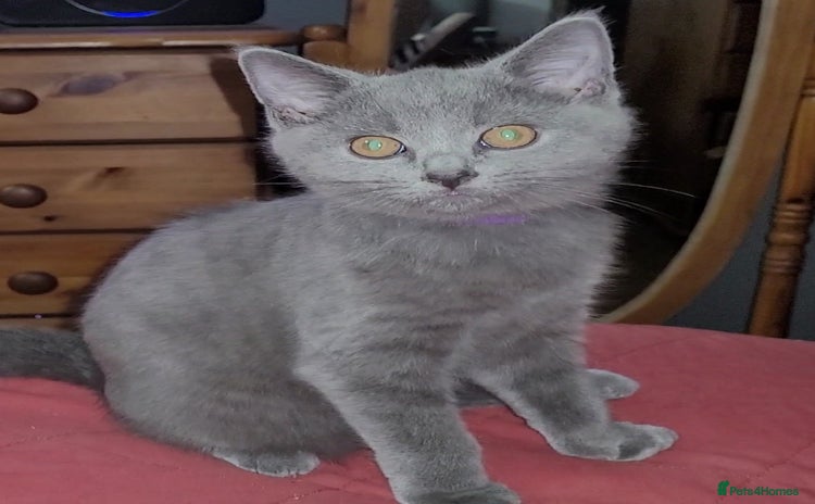 British Shorthair cats - Advert 2
