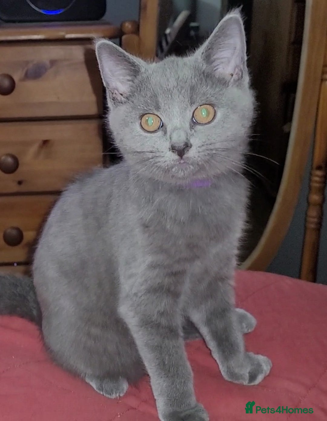 British Shorthair cats for sale:   boy available  British Blueshorthair - Image 2