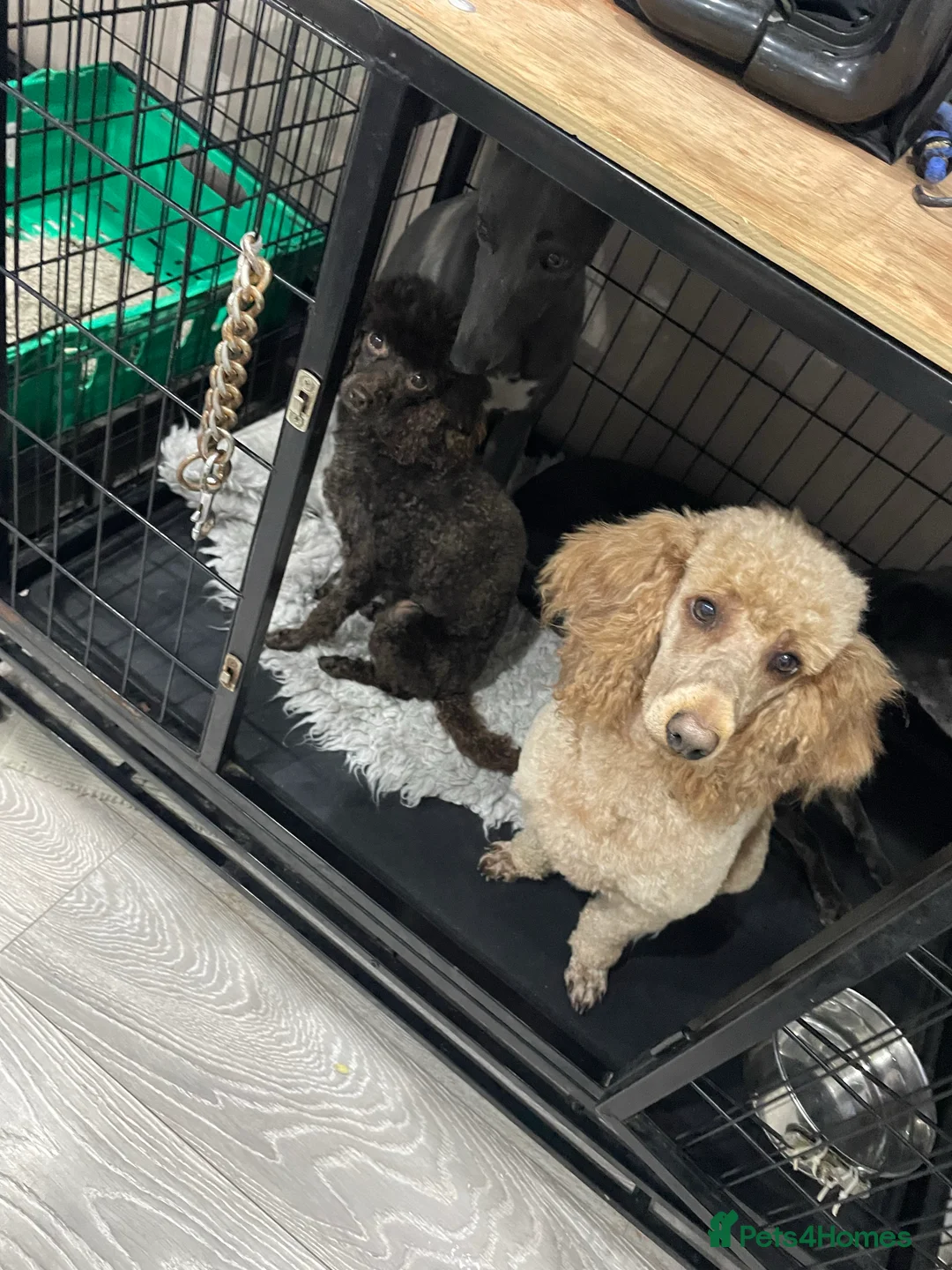 Miniature Poodle dogs for stud: Kc miniature poodles in Wakefield - Advert 3