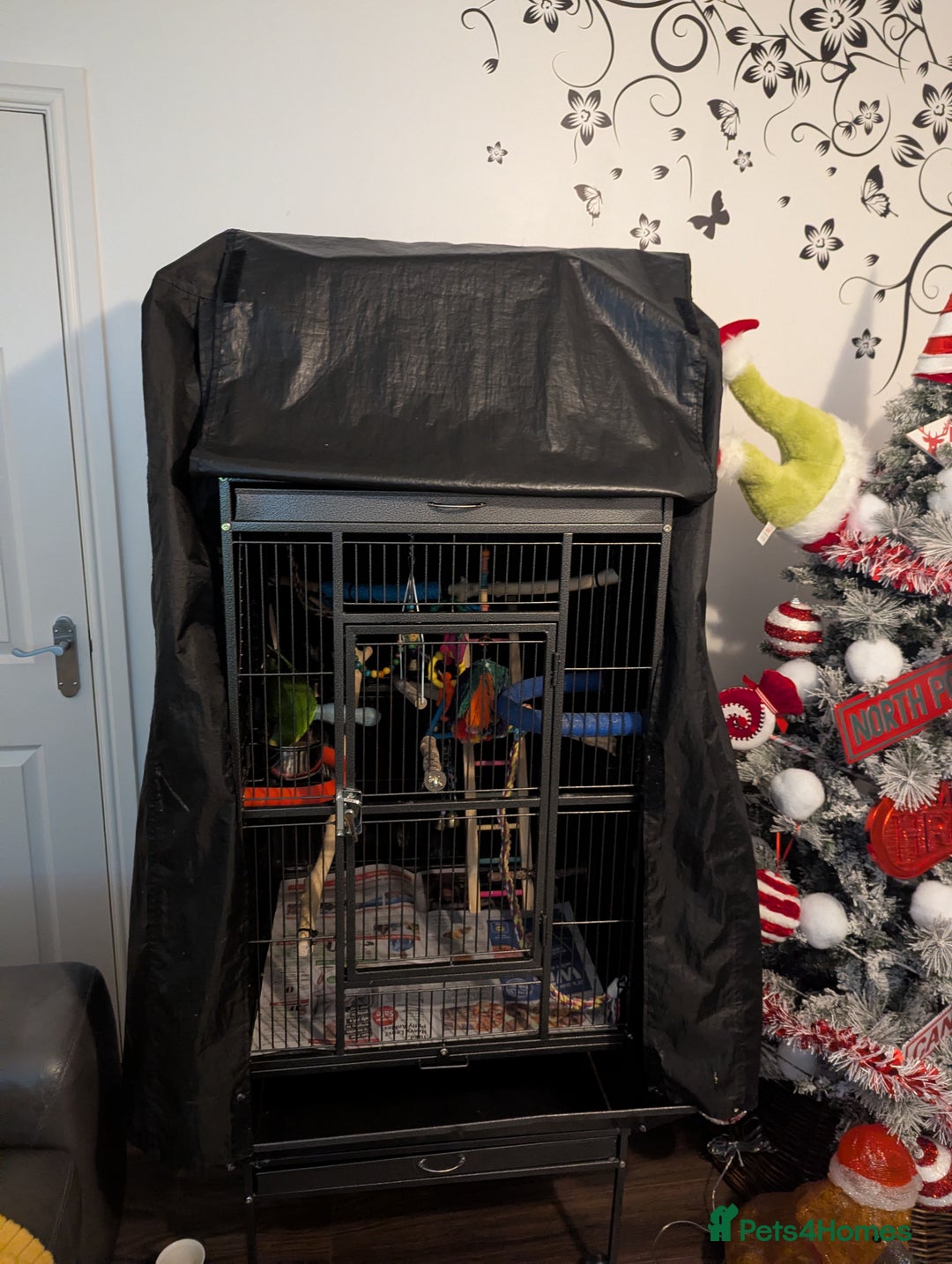 Parakeets birds for sale: Male barraband parakeet - Advert 6