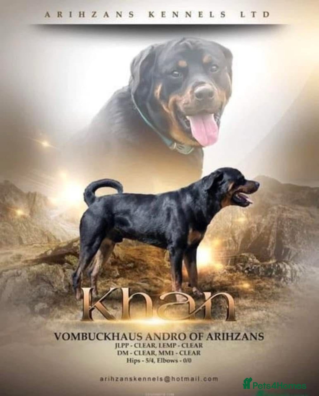 Rottweiler dogs for stud: KC REGISTERED ROTTWEILER in Worcester - Advert 5