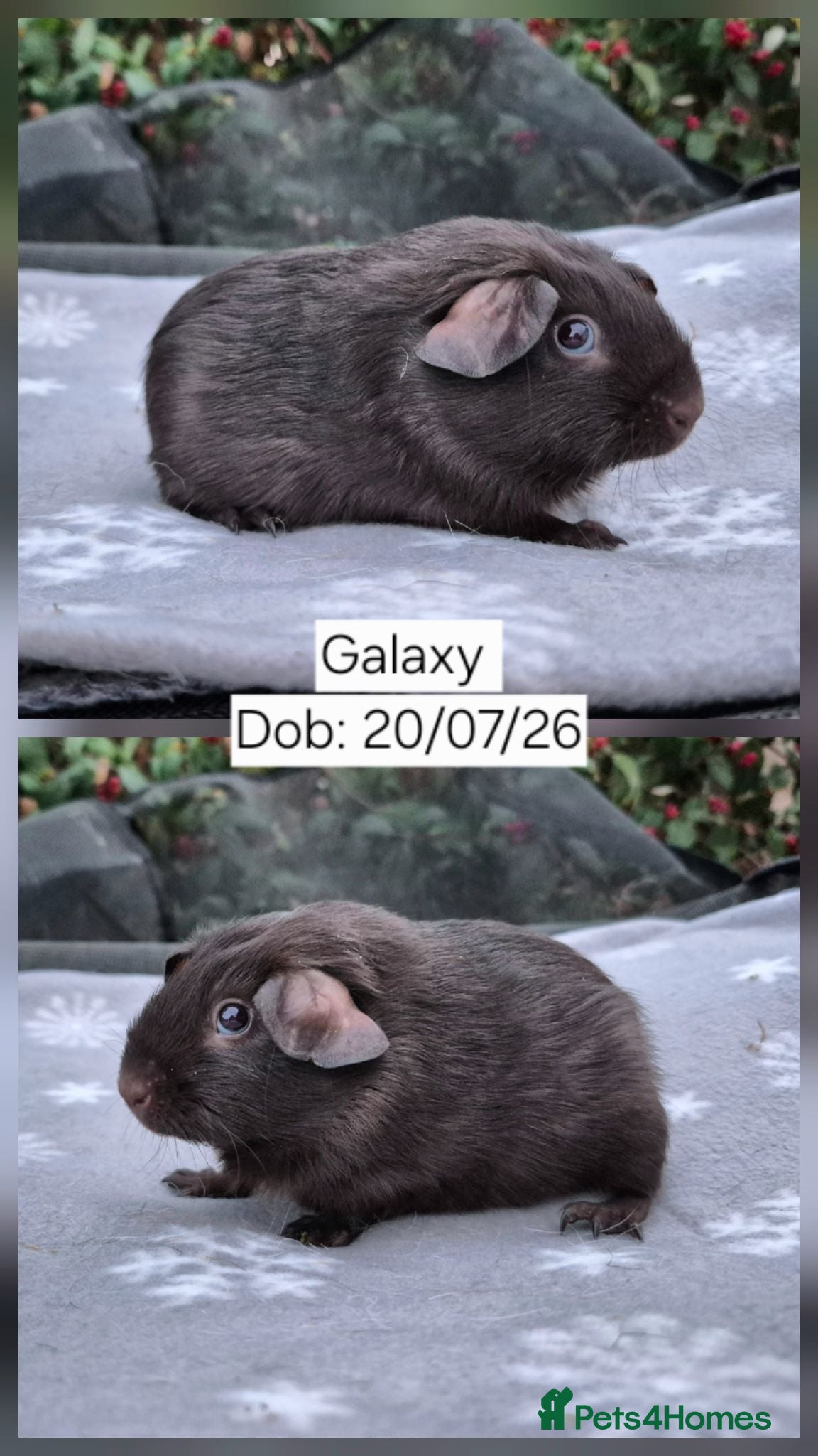 Guinea Pig rodents 3 Stunning Baby Boars guinea pigs for sale 🏡💙 - Advert 2