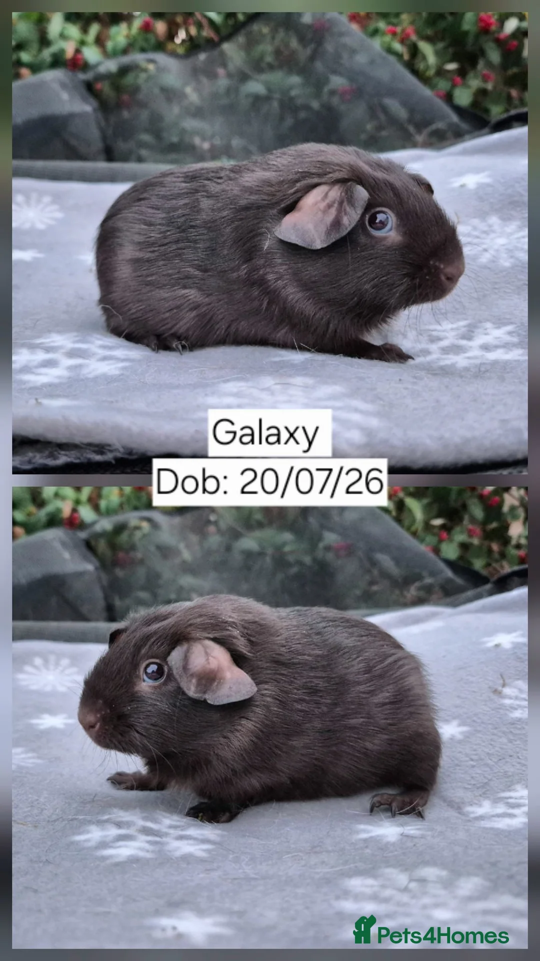 Guinea Pig rodents for sale: 3 Stunning Baby Boars guinea pigs for sale 🏡💙 - Advert 2