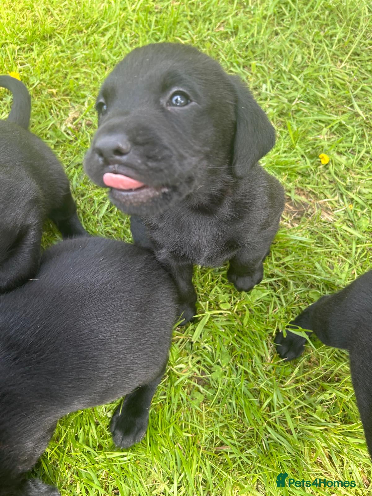 Labrador Retriever dogs for sale: Working KC reg Black Lab puppies FCTH pedigree  - Advert 5