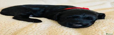 ❤️ Mr Red — Black Boy