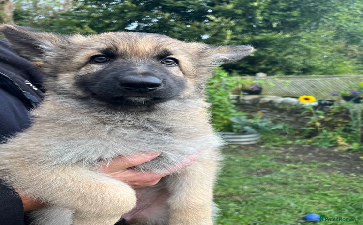 German Shepherd dogs - Advert 2