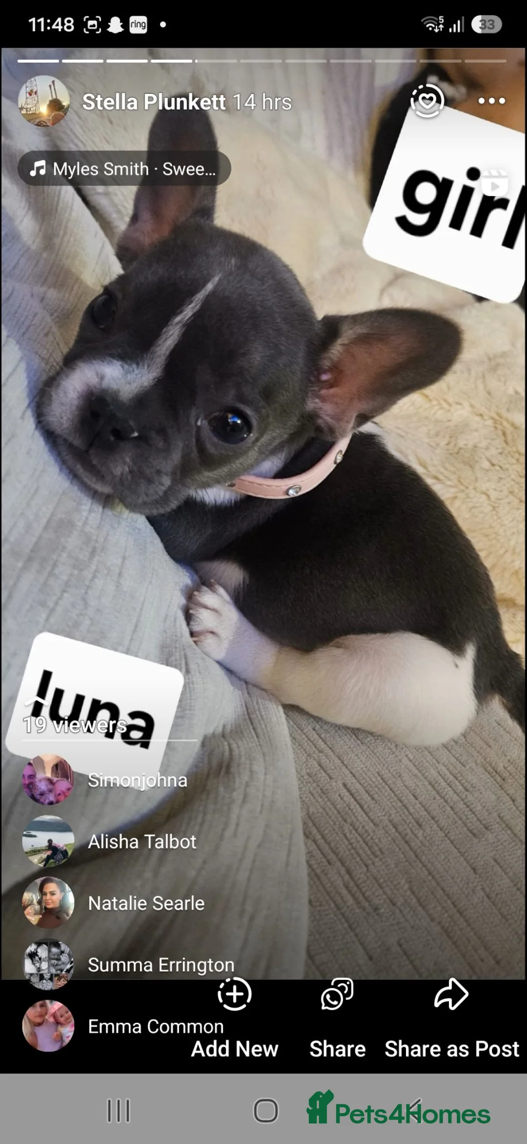 French Bulldog dogs for sale: French bulldog puppy 8 weeks boys and girls in Gateshead - Advert 10