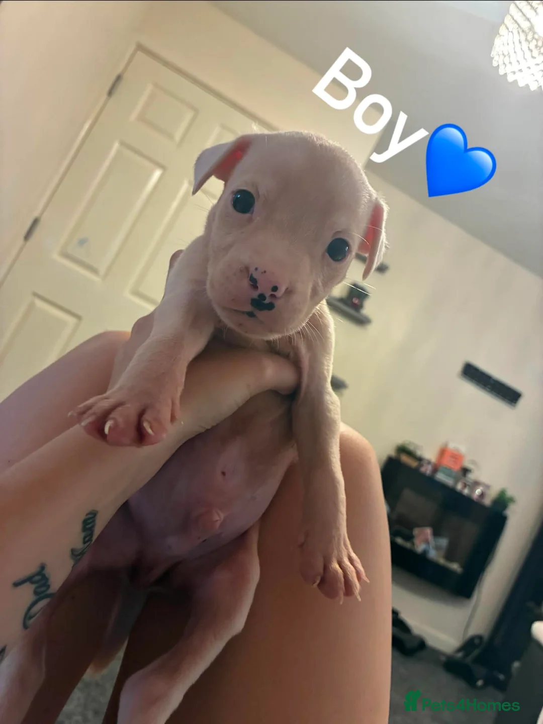 Staffordshire Bull Terrier dogs for sale: 3 beautiful boys and 1 gorgeous girl  in Preston - Advert 5