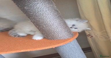 British Shorthair cats - Advert 14