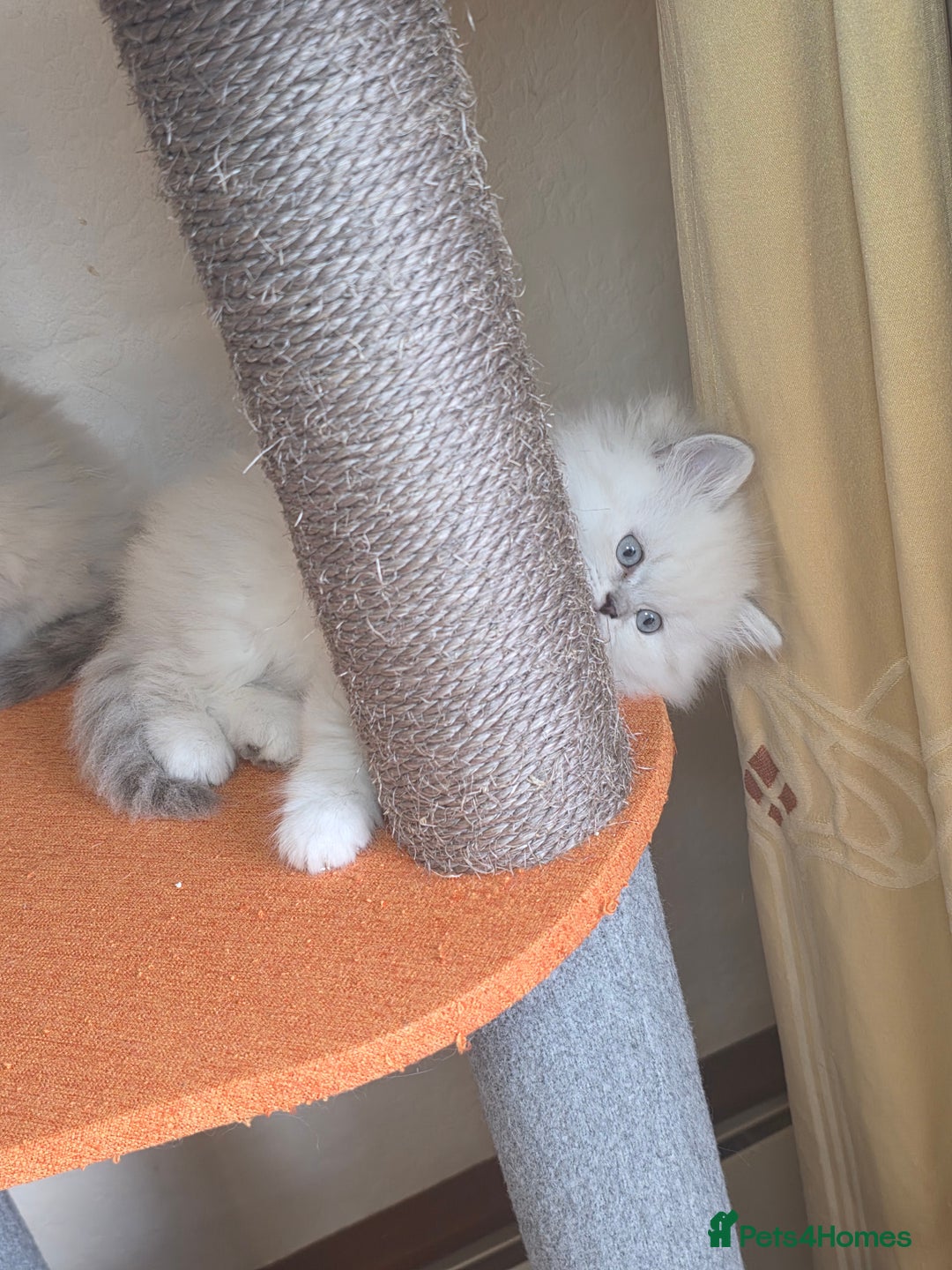 British Shorthair cats for sale:  🐾 Only 1 Adorable British Shorthair Kitten Left! - Advert 8