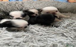 Pug dogs for sale: Beautiful litter of pugs health tested parents 🐶 - Image 7