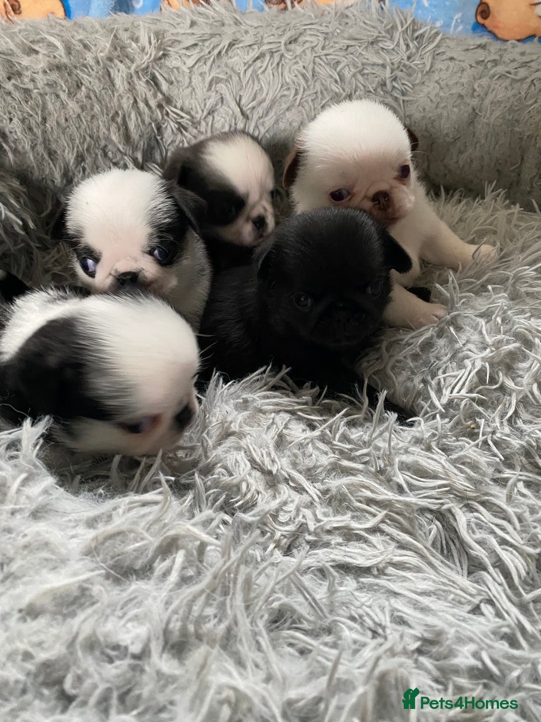 Pug dogs for sale: Beautiful litter of pugs health tested parents 🐶 - Image 7