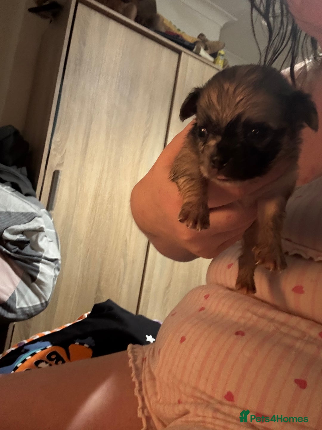 Chihuahua dogs for sale: Mixed litter of chihuahuas forsake  - Image 4