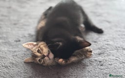 Mixed Breed cats for sale: 10 week black male vaccinated (female reserved) - Image 3