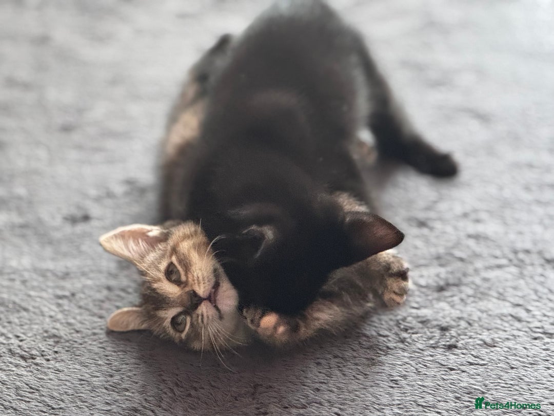Mixed Breed cats for sale: 10 week black male vaccinated (female reserved) - Image 3