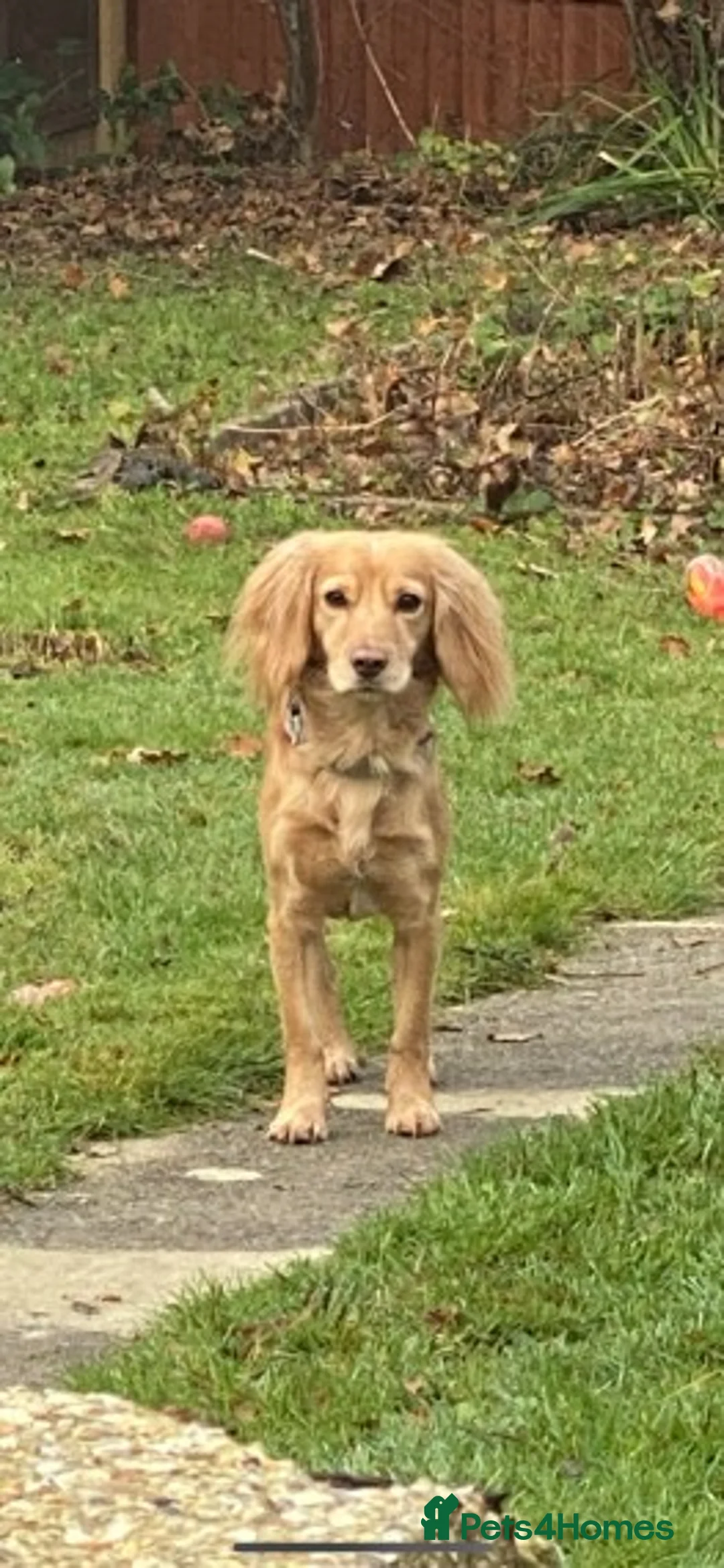 Cocker Spaniel dogs for stud: Beautiful cocker spaniel stud in Tonbridge - Advert 6