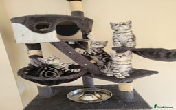 British Shorthair cats for sale: Your Furry Fantasy Awaits! - Image 13