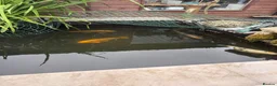 Koi Carp fish for sale: Koi carp  in Middlesbrough - Advert 1