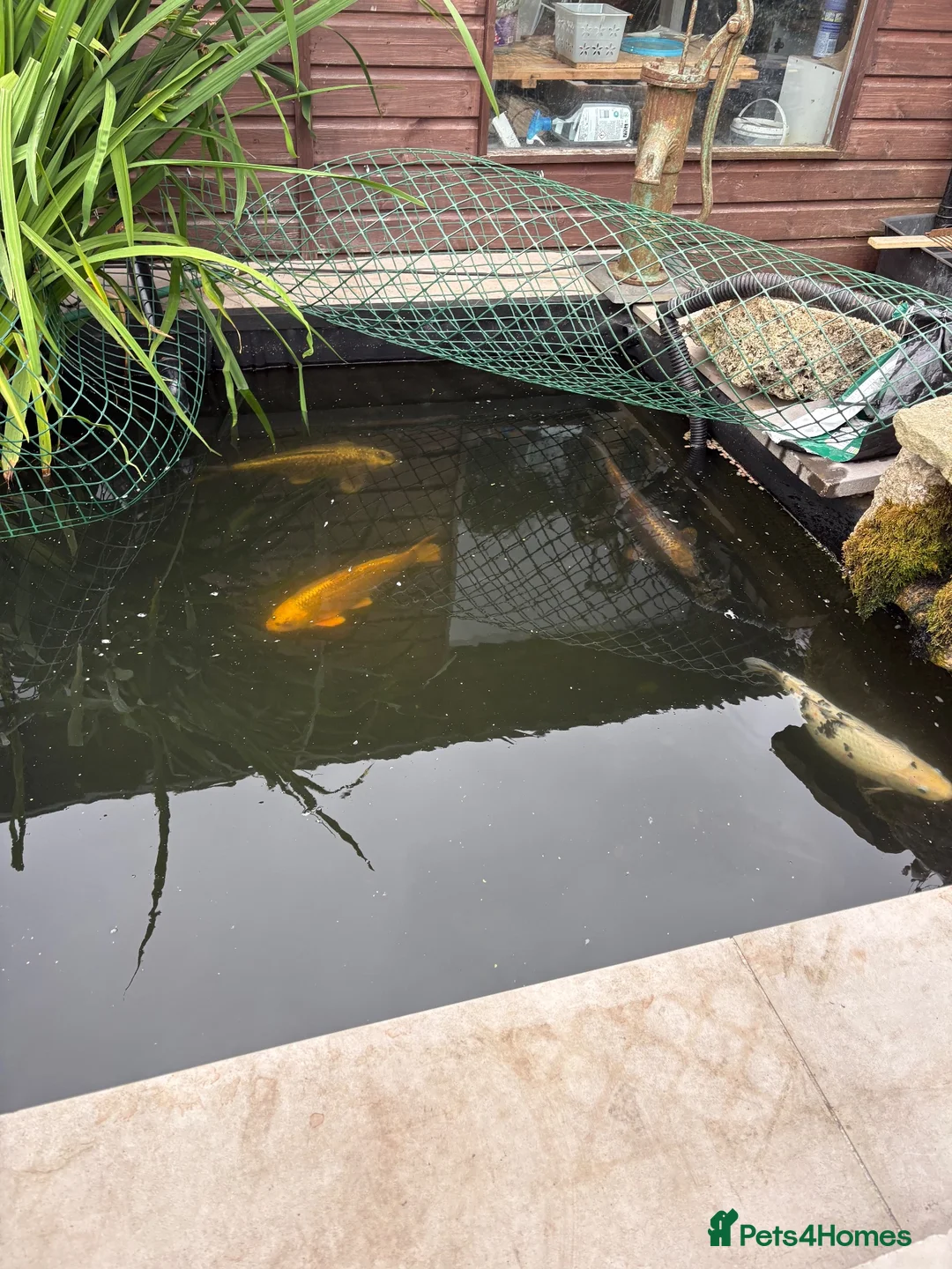 Koi Carp fish for sale: Koi carp  in Middlesbrough - Advert 1