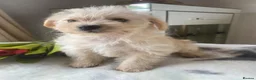 Westiepoo dogs for sale: Westypoos in Northallerton - Advert 2