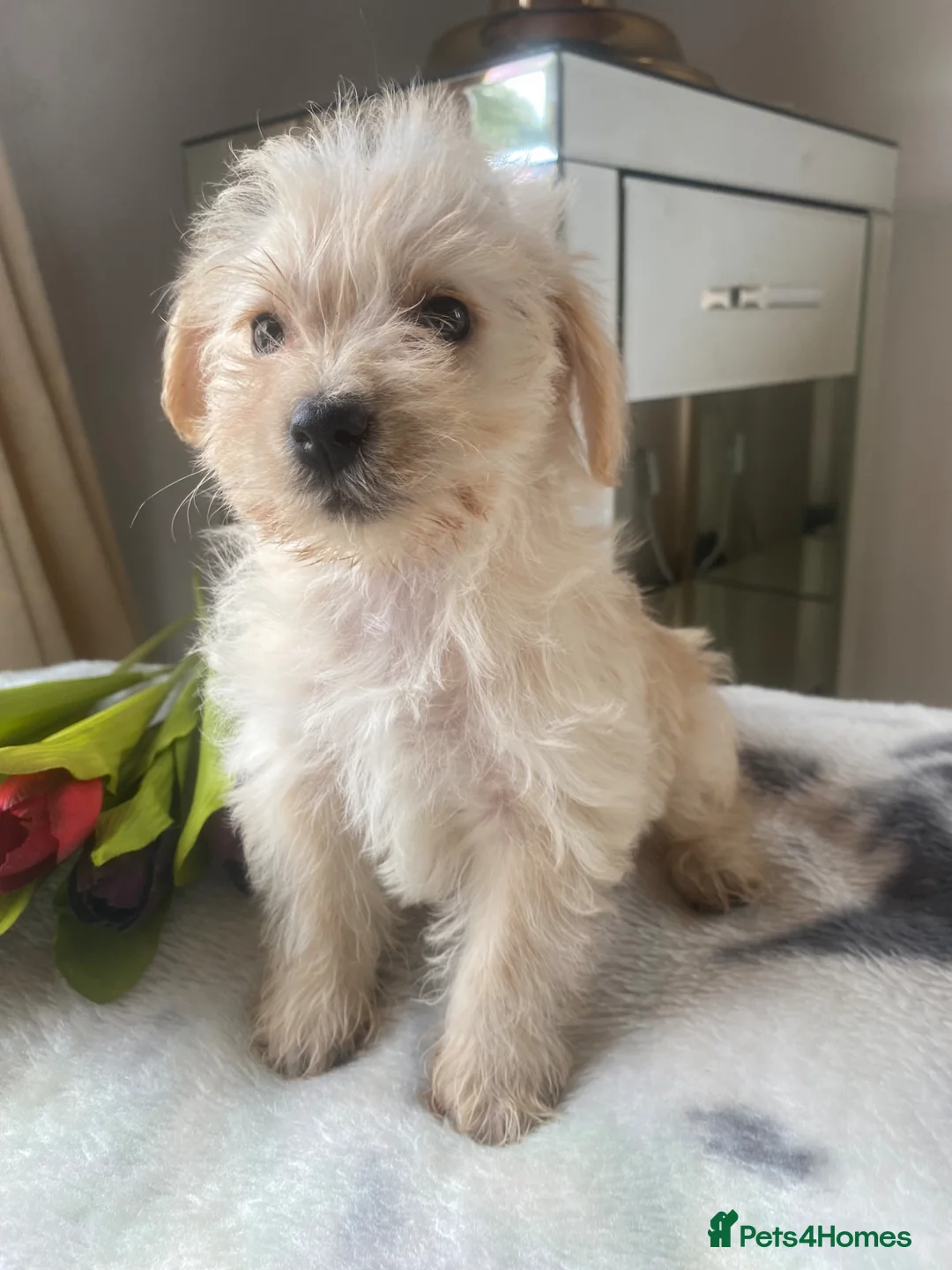 Westiepoo dogs for sale: Westypoos in Northallerton - Advert 2