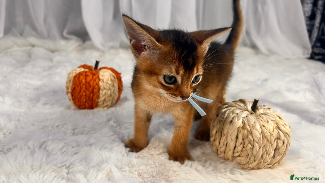Abyssinian cats for sale: TICA champion line Abyssinian kittens  - Image 19