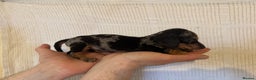 Miniature Dachshund dogs for sale: KC registered miniature dachshunds  - Advert 2