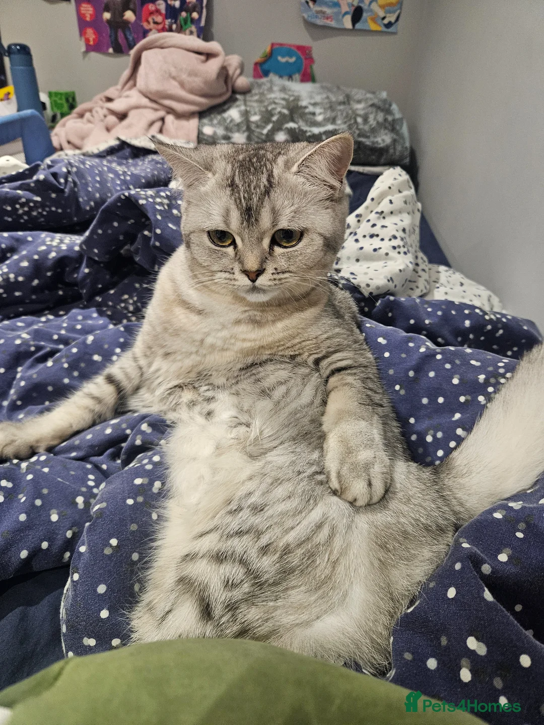 Scottish Fold cats for sale: Stunning Scottish Fold & Scottish Straight Kittens in Peterborough - Advert 2