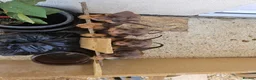 Dobermann dogs for sale: Dobermann puppies  - Advert 3
