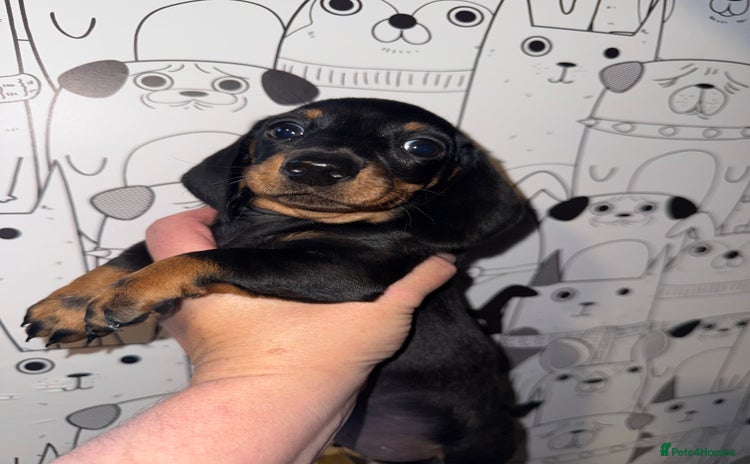 Miniature Dachshund dogs - Advert 8