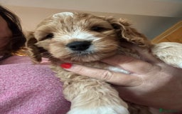 Mixed Breed dogs for sale: home grown golden doodle / cockerpoo  - Image 18