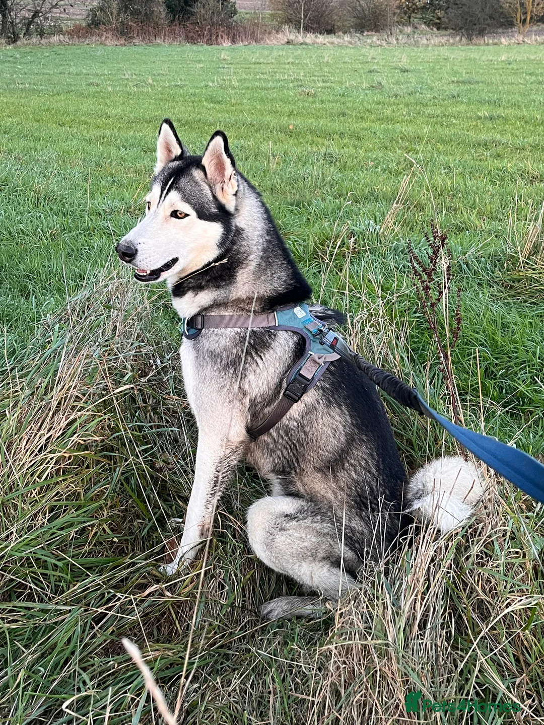 Siberian Husky dogs for stud: For stud only (quality proven stud ) in Wakefield - Advert 29