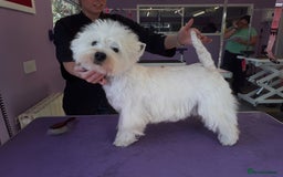 West Highland Terrier dogs for sale: KC Reg Quality West Highland Terrier Puppies  - Image 10