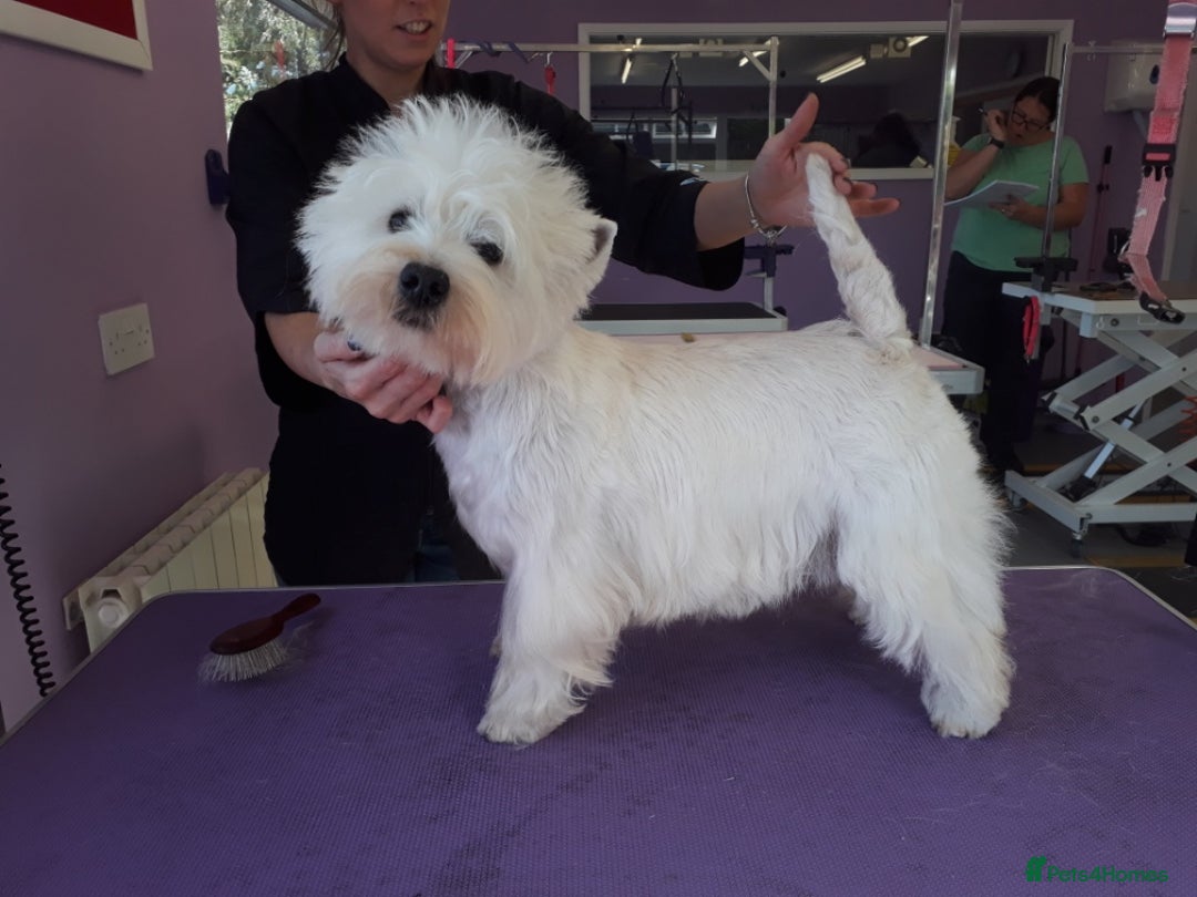 West Highland Terrier dogs for sale: KC Reg Quality West Highland Terrier Puppies  - Image 10