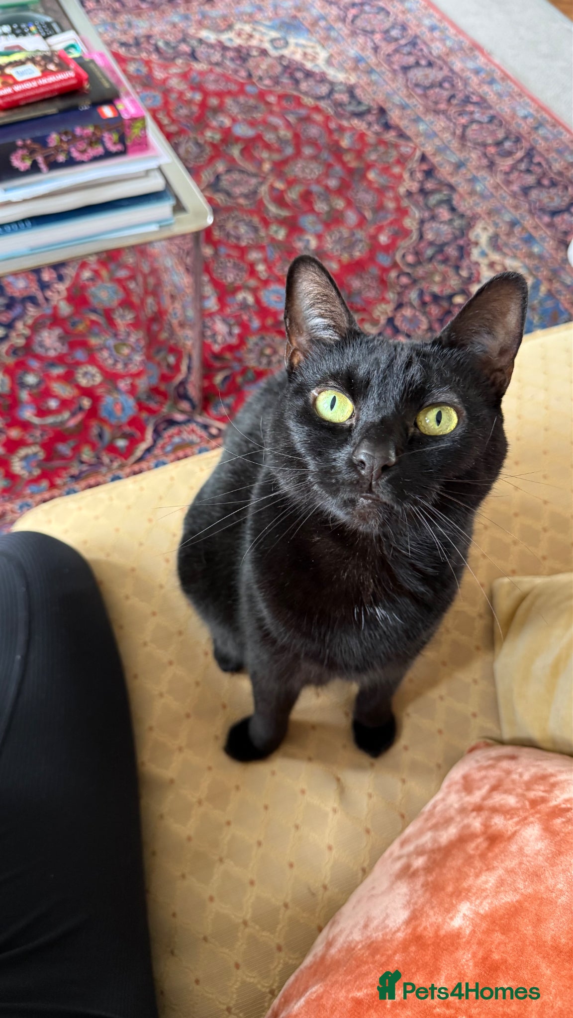 Domestic Shorthair cats FREE TO A LOVING HOME — Jackie, 8yo Female Cat 🖤 - Advert 2