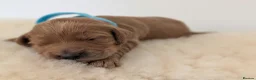 Australian Labradoodle dogs for sale: Birth announcement📣  📣 - Advert 12