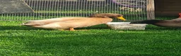Ducks poultry for sale: 2x Orpington Drakes in Wakefield - Advert 4