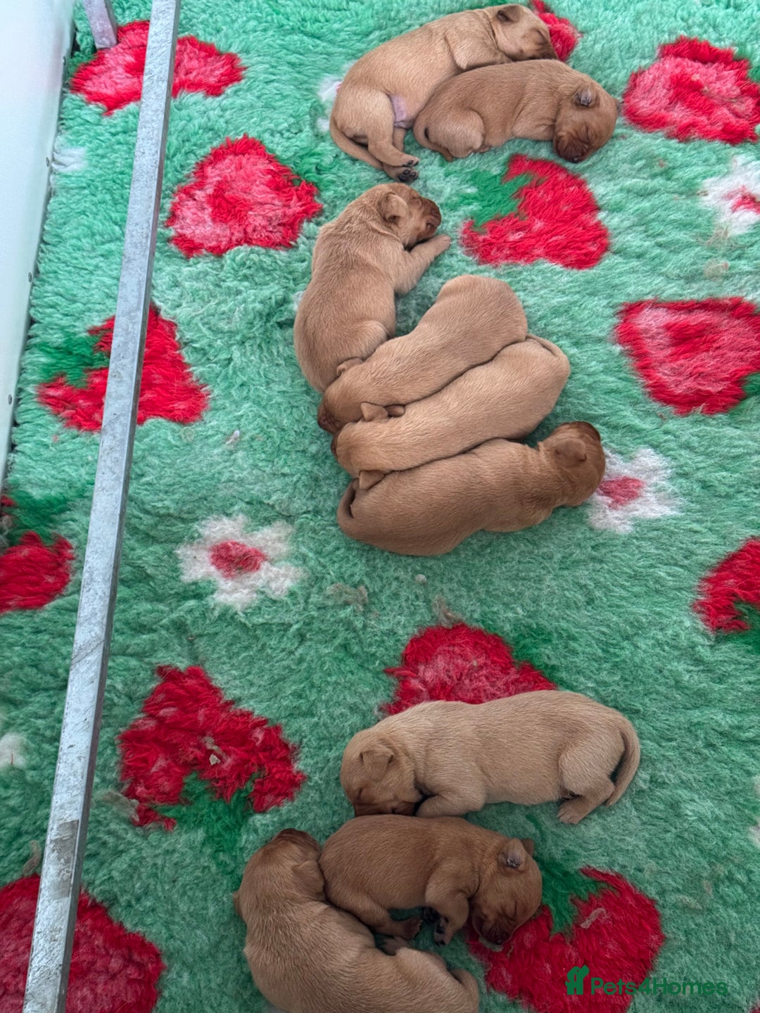 Labrador Retriever dogs for sale: Ready to leave, KC Labrador litter, boys & girls  - Image 13