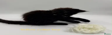 Maine Coon 2