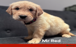 Golden Retriever dogs for sale: Golden Retriever Puppies! 💛🐶 - Image 19