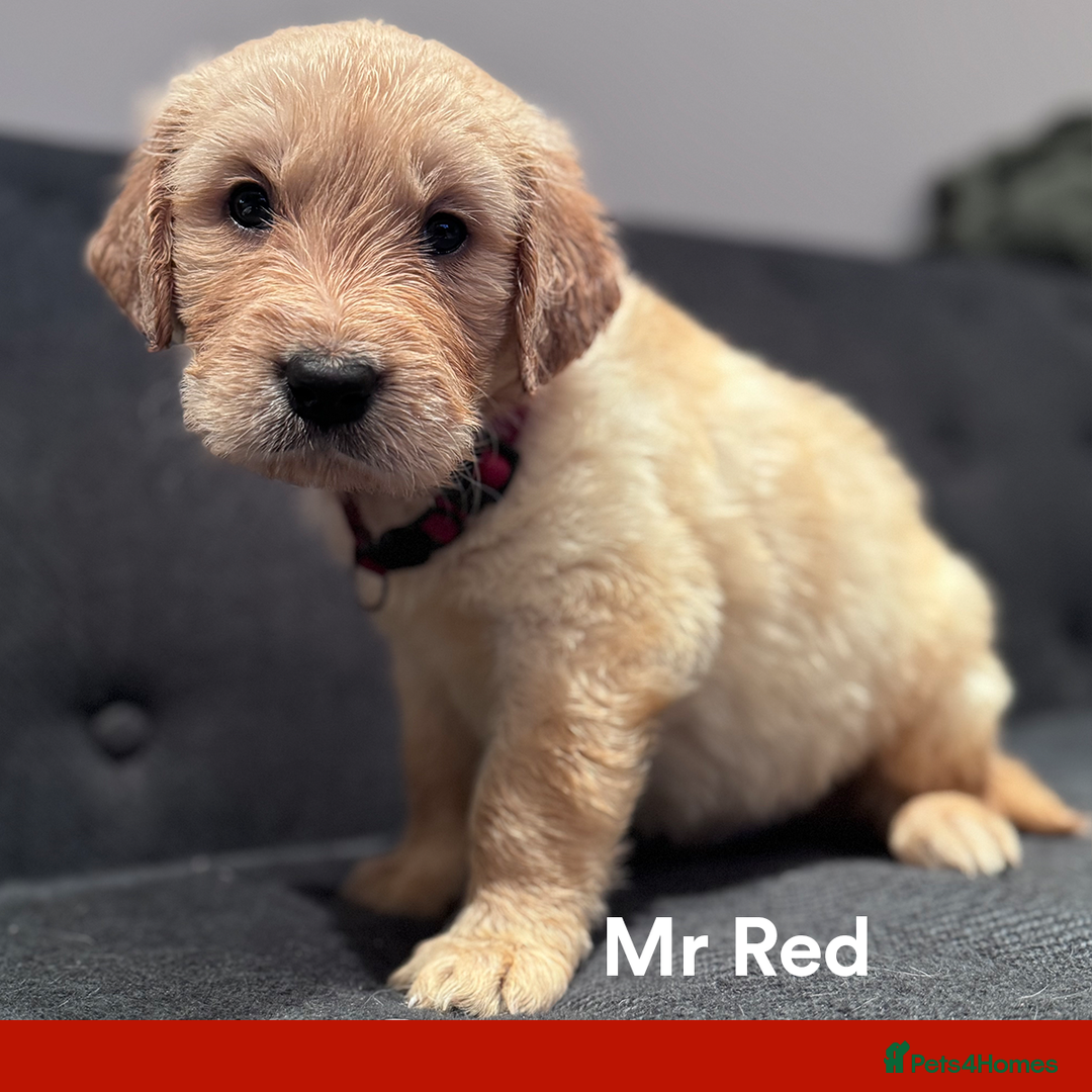Golden Retriever dogs for sale: Golden Retriever Puppies! 💛🐶 - Image 19
