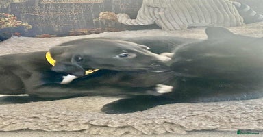 Mixed Breed dogs Beautiful Saluki x Whippet puppies - Advert 12