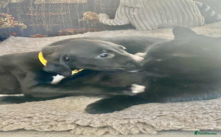 Mixed Breed dogs Beautiful Saluki x Whippet puppies - Advert 4