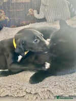 Mixed Breed dogs Beautiful Saluki x Whippet puppies - Advert 12