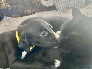 Mixed Breed dogs Beautiful Saluki x Whippet puppies - Advert 12