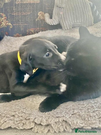 Mixed Breed dogs Beautiful Saluki x Whippet puppies - Advert 8