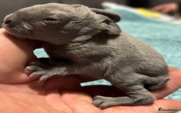Rex rabbits for sale: Two beautiful rabbit litters - Image 21